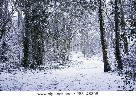 Snow Covered Path Through Woodland, Southgate, London