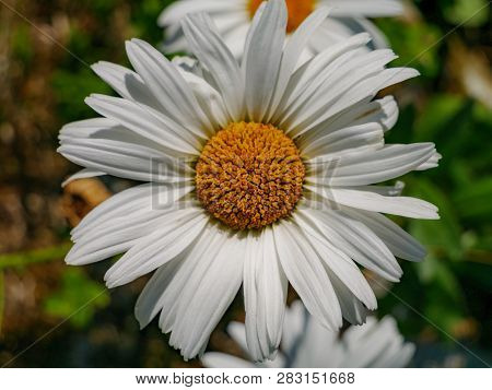 Close-up Image Of A Dasiy, Margarite Flower In Daylight