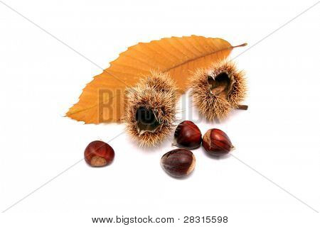 Herbst maronen
