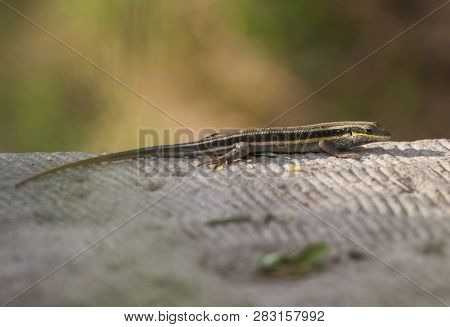 Closeup Of Blue-tailed Skink Lizard Stood On A Stone Path In Rural Countryside