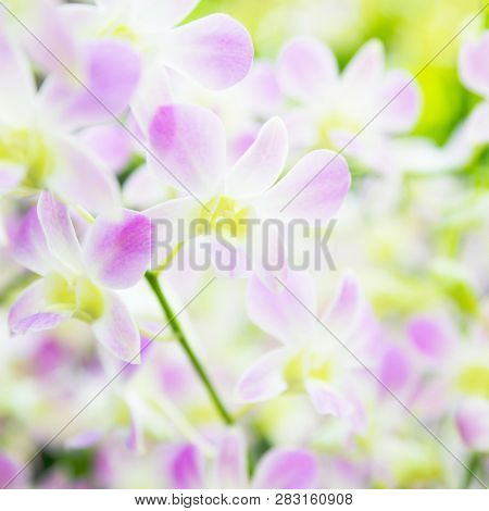 Beautiful pale pink orchid flowers in tropical garden