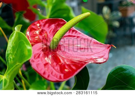 Anthurium Andraeanum Flamingo Flower Beautiful Red On A Blurred Background
