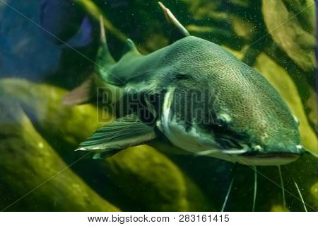 Big Catfish Swimming Underwater, Massive Tropical Fish With Whiskers From America