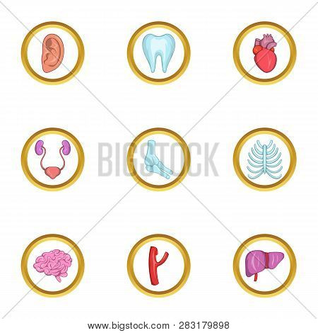 Intern Organs Icon Set. Cartoon Set Of 9 Intern Organs Icons For Web Isolated On White Background