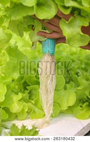 Hydroponic Lettuces In Hydroponic Pipe. Hydroponic Vegetable Farm. Green Natural Farm.