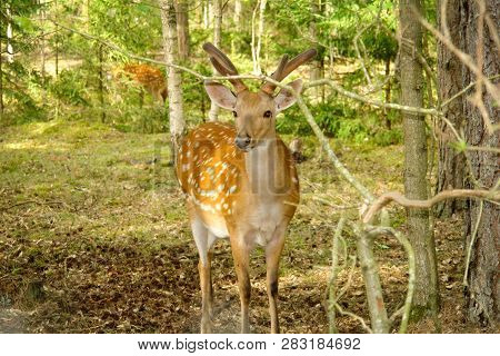 Roe Deer Grazing In The Forest In Summer