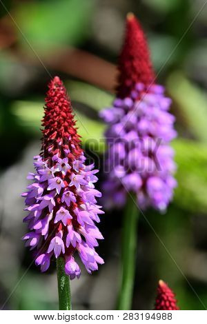 Close Up Of Orchis Primroses In Bloom