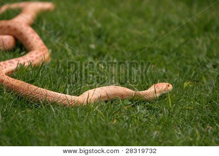 Boa Constrictor-Schlange, Natur-Tier-Foto