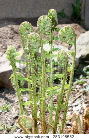 A Ferns (pteridophyta) At The First Sprouting In Spring