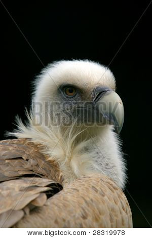 beau vautour, photo animal nature