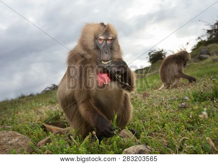 Close Up Of A Female Gelada Monkey Eating Grass On A Cloudy Day In Simien Mountains, Ethiopia.
