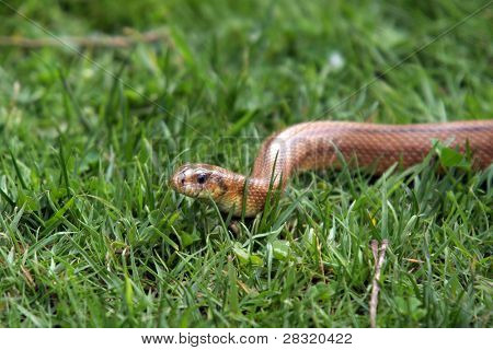 Boa Constrictor Schlange, Tier Naturfoto