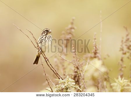 Streaky Seedeater Perching On A Twig In The Meadow, Ethiopia.