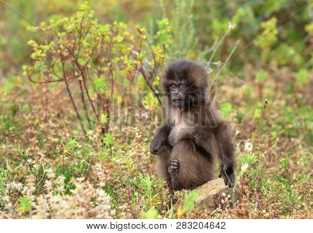 Close Up Of A Baby Gelada Monkey Sitting In The Grass, Simien Mountains, Ethiopia.