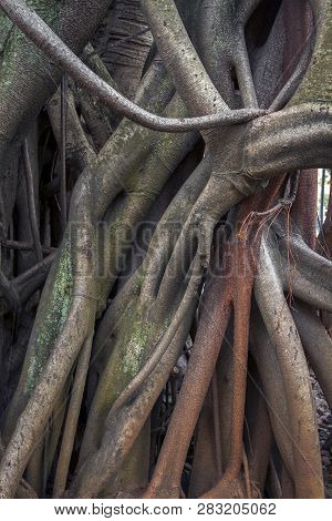 Ficus Elastica Multiple Aerial And Buttressing Roots A Close-up Sepia Picture