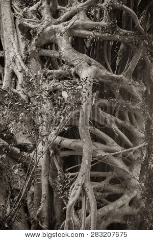 Ficus Elastica Multiple Aerial And Buttressing Roots A Close-up Sepia Picture