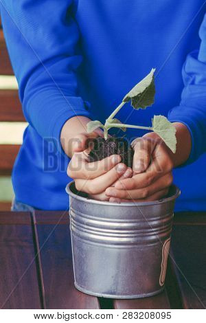 Spring Gardening Background. Child Holding Green Plant In Hands