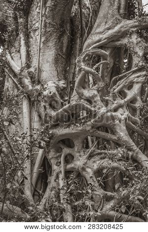 Ficus Elastica Multiple Aerial And Buttressing Roots A Close-up Sepia Picture