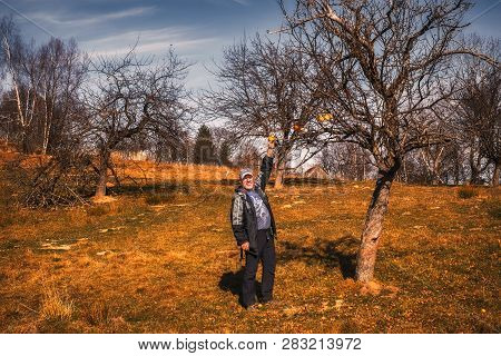 Fantanele Village, Romania - Octomber 20, 2018. A Man Picking Apples, Near The Fantanele Village, Si