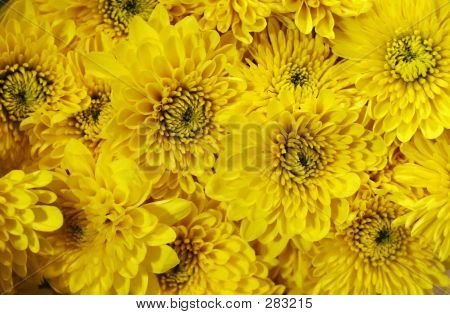 Gelbe Blumen