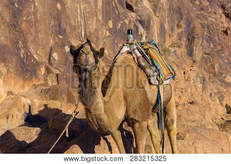 Dromedar Camel On The Background Of The Mountain Of St. Moses, Egypt, Sinai