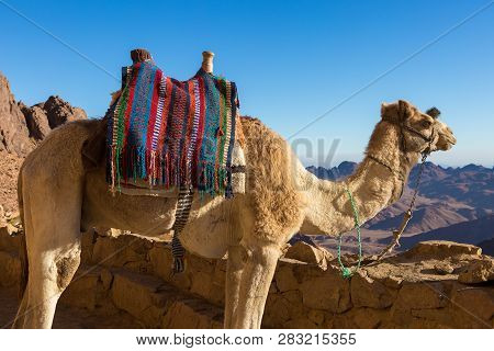 Dromedar Camel On The Background Of The Mountain Of St. Moses, Egypt, Sinai