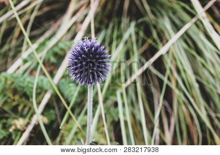Bright Purple Glow Globe Thistle On Green Grass. Single Echinops Bannaticus Flower On Blurred Stems 
