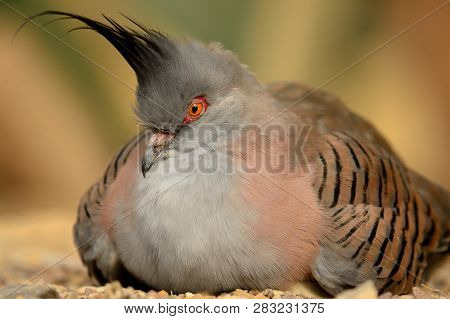 Portrait Of A Crested Pigeon (ocyphaps Lophotes)  Sitting On The Ground