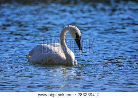 Trumpeter Swan (cygnus Buccinator) In Yellowstone National Park, Wyoming, Usa