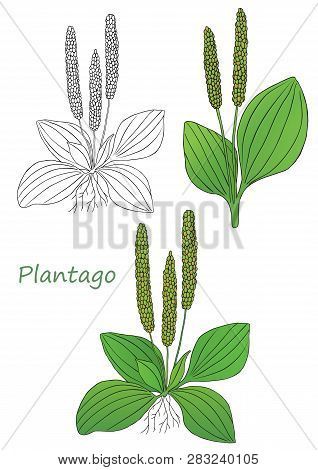 Medicinal Herbs Collection. Vector Hand Drawn Illustration Of A Plant Plantago