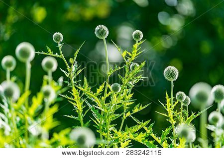 Inflorescences And Stems Of Southern Globethistle (echinops Ritro) In July In Botanical Garden, Lith