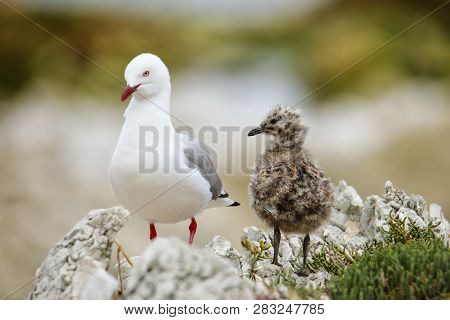 Red-billed Gull With Small Chick, Kaikoura Peninsula, South Island, New Zealand. This Bird Is Native