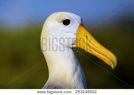 Portrait Of Waved Albatross (phoebastria Irrorata) On Espanola Island, Galapagos National Park, Ecua