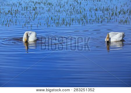 Trumpeter Swans (cygnus Buccinator) In Yellowstone National Park, Wyoming, Usa
