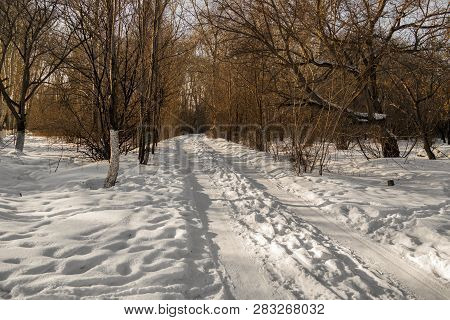 Winter Forest Snow Road. Forest Road Winter Snow View. 