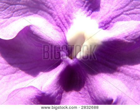Lile beetje bloem