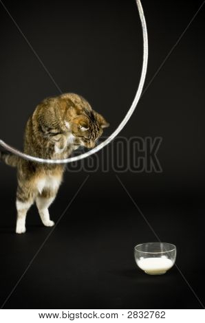 Gatto saltando per latte