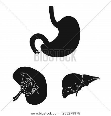 Vector Illustration Of Body And Human Icon. Set Of Body And Medical Vector Icon For Stock.