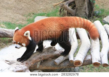 A Red Panada At The Zoo Of Day Time