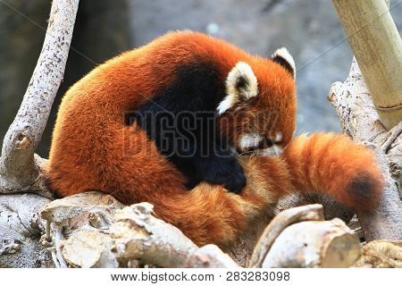 A Red Panada At The Zoo Of Day Time