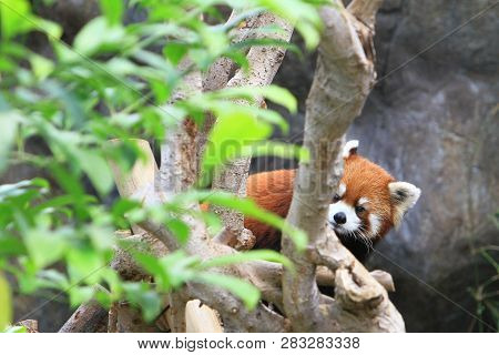 A Red Panada At The Zoo Of Day Time