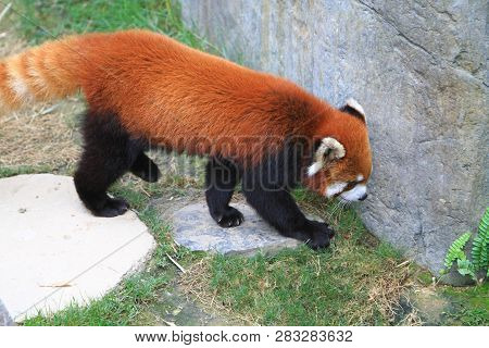 A Red Panada At The Zoo Of Day Time