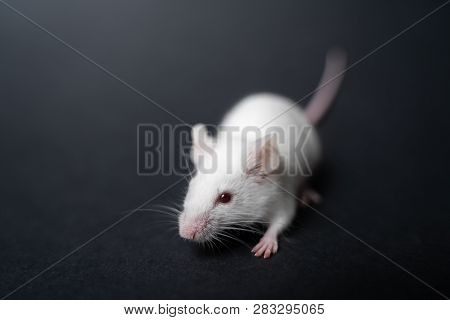 White Laboratory Rat Isolated On Grey Background