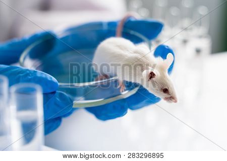Woman Chemist Testing New Formula On Little Lab Mouses