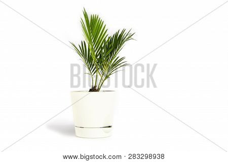 Houseplant Small Green Palm Tree (chamaedorea Hyophorbeae Hamedorea Bridble) In White Flower Pot Iso