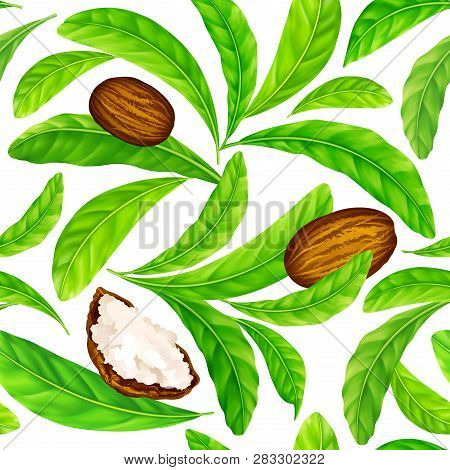 Shea Nuts With Leaves In Vector Pattern. Vector Seamless Pattern Of Shea Nuts With Shea Butter And G