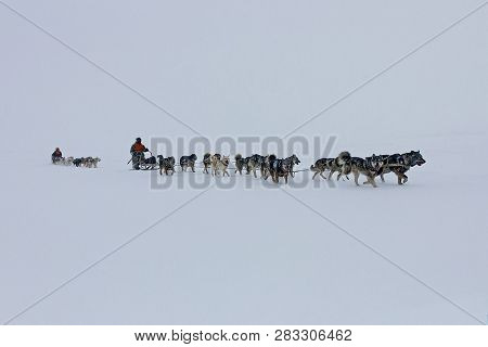 Dog Sled. Through The Blizzard. Alaskan Malamute Is Quite A Large Aboriginal Type Dog, Designed To W