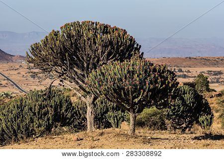 Candelabra Trees Euphorbia Candelabrum Near Wukro Cherkos In Ethiopia