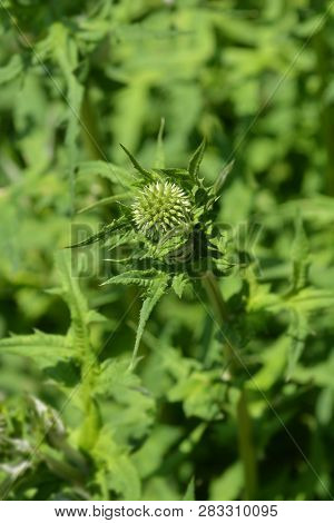 Southern Globethistle Flower Bud - Latin Name - Echinops Ritro
