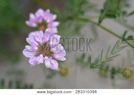 Purple Crown Vetch - Latin Name - Securigera Varia (coronilla Varia)
